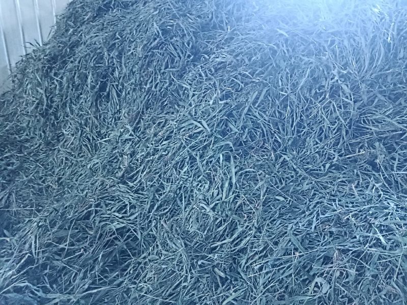 优质无根淡竹叶18吨待售，产地一手货源，有单的朋友请来电