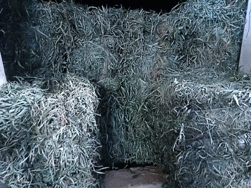 优质无根淡竹叶18吨待售，产地一手货源，有单的朋友请来电