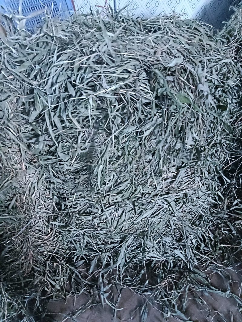 优质无根淡竹叶18吨待售，产地一手货源，有单的朋友请来电