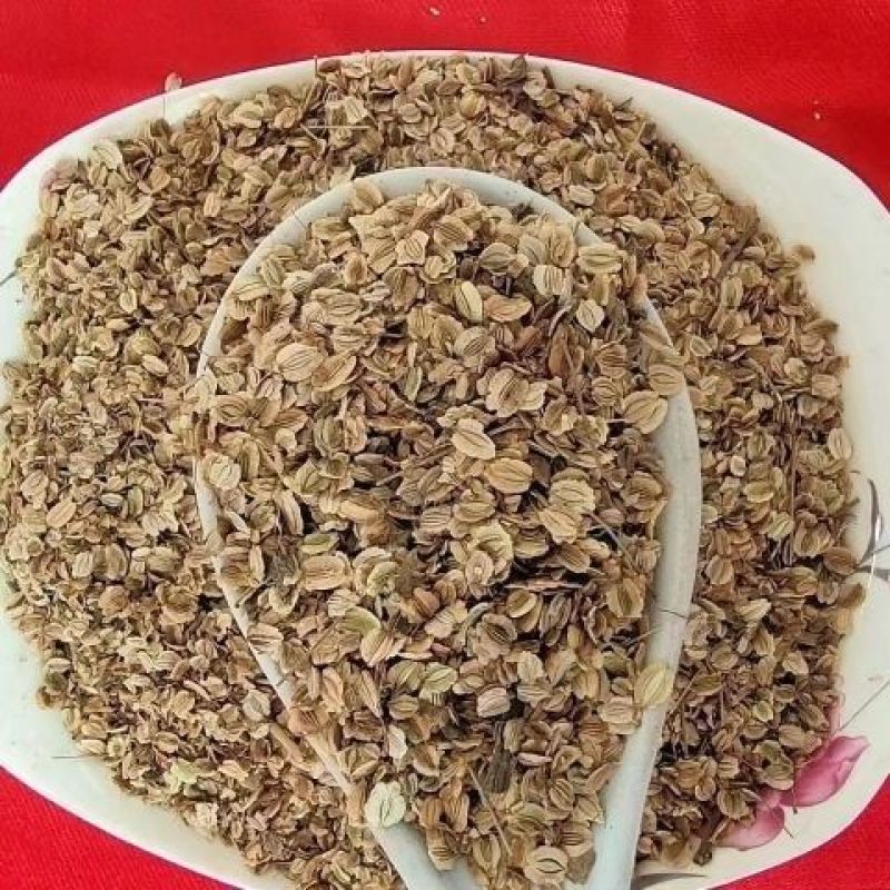 散装白芷种子药材白芷籽春秋种植发芽率高