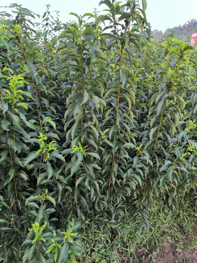 蜂糖李子苗当年苗提供技术支持
