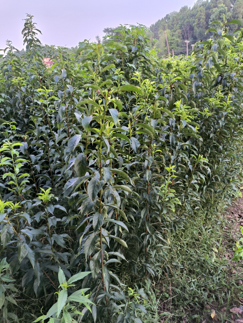 蜂糖李子苗当年苗提供技术支持