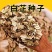 散装白芷种子药材白芷籽春秋种植发芽率高