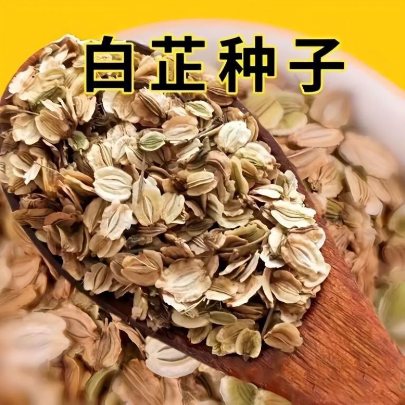 散装白芷种子药材白芷籽春秋种植发芽率高