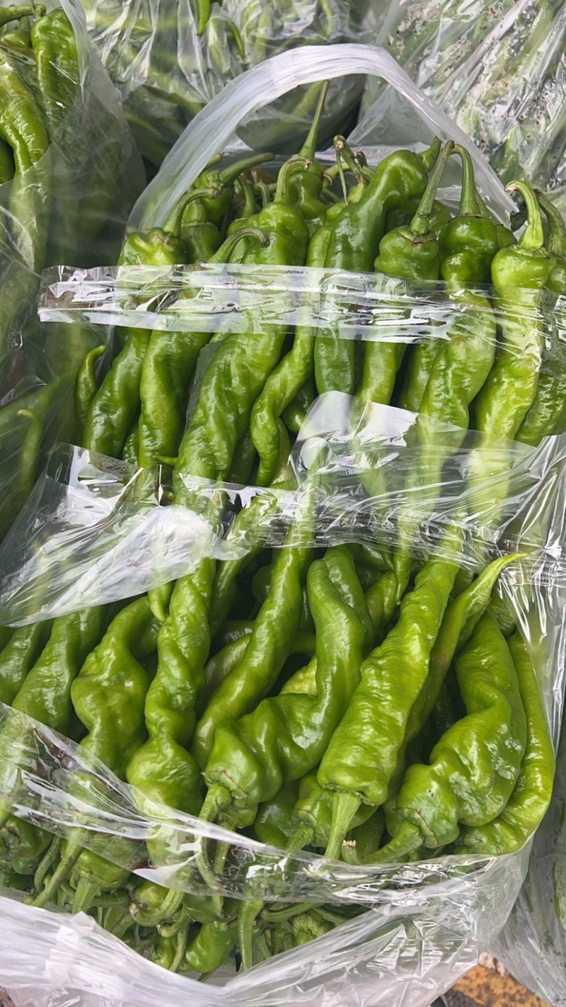 螺丝椒大量上市全年发货，货源充足，质量保证欢迎电话咨询