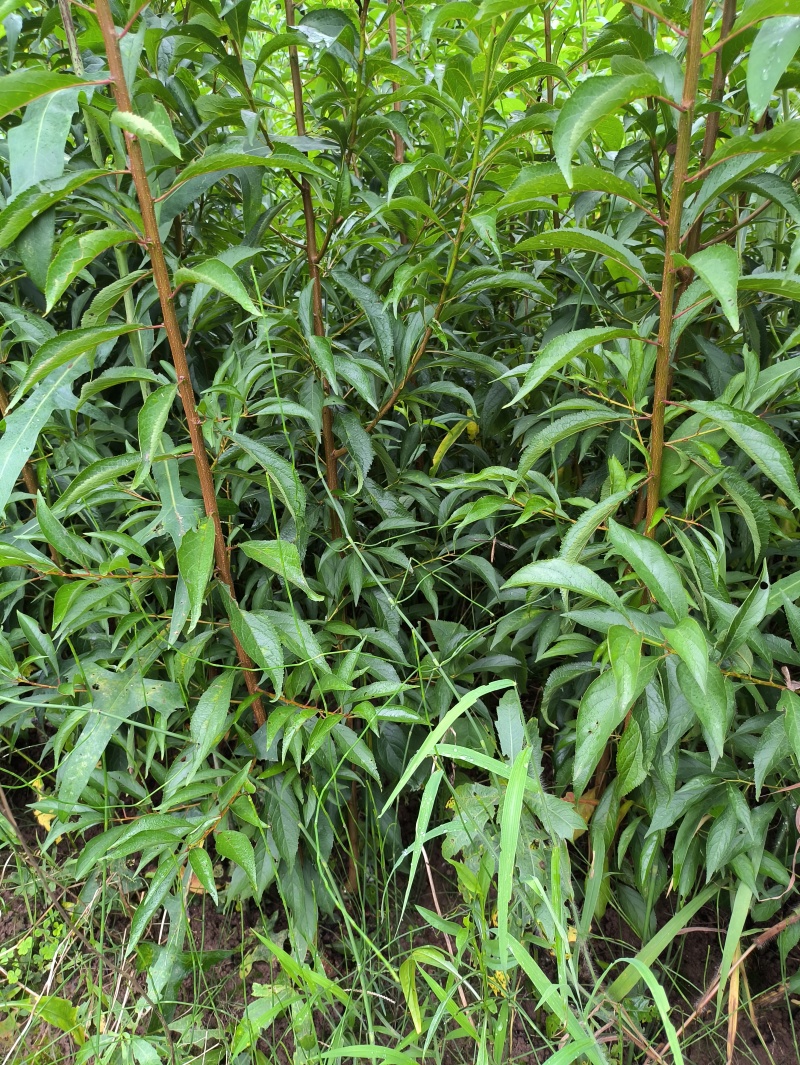 蜂糖李子苗当年苗提供技术支持