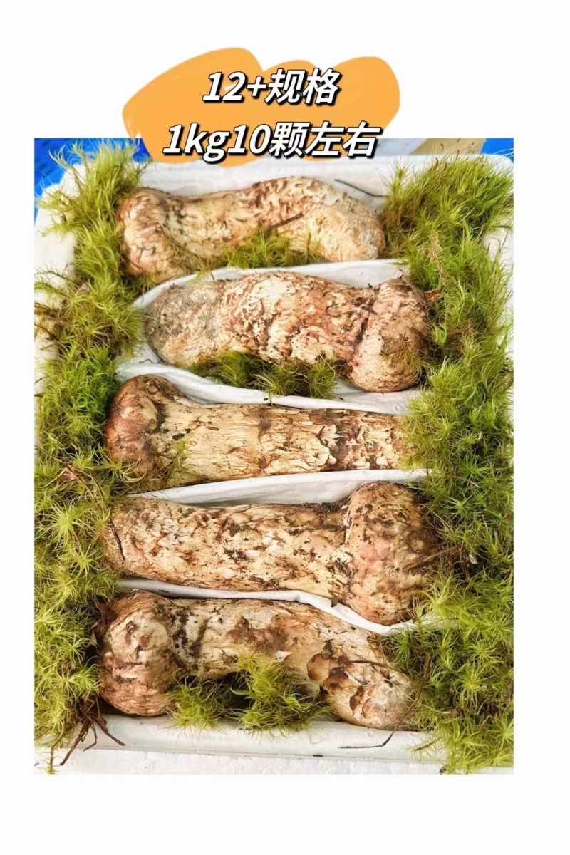 纯野生新鲜松茸