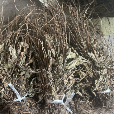 车前草野生车前草整棵无杂质一手货源批发鲜货干货