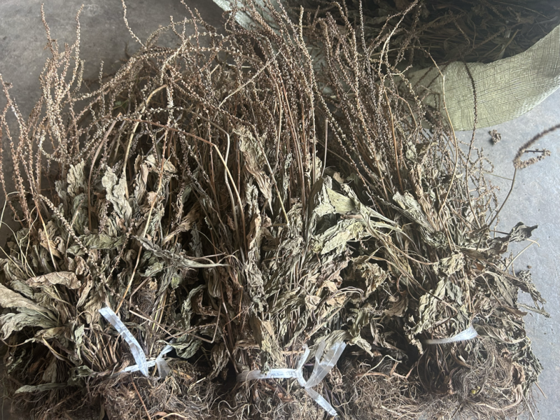 车前草野生车前草整棵无杂质一手货源批发鲜货干货