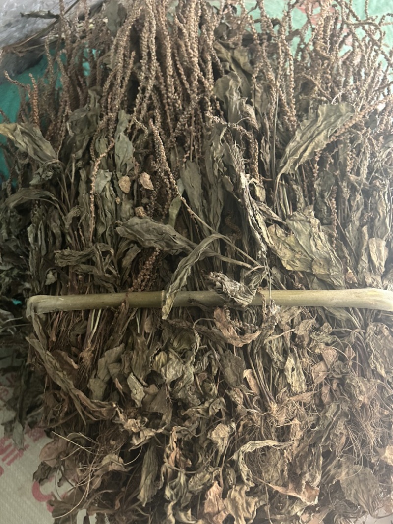 车前草野生车前草整棵无杂质一手货源批发鲜货干货
