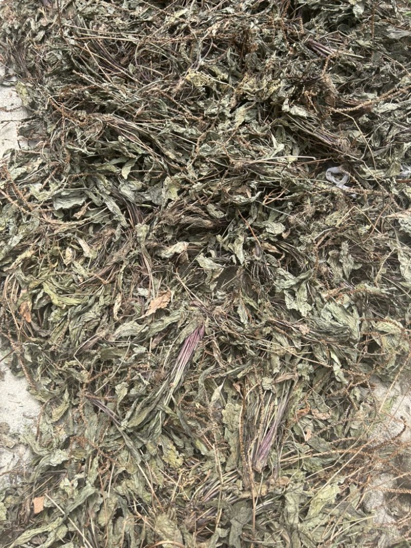 车前草野生车前草整棵无杂质一手货源批发鲜货干货