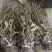 车前草野生车前草整棵无杂质一手货源批发鲜货干货