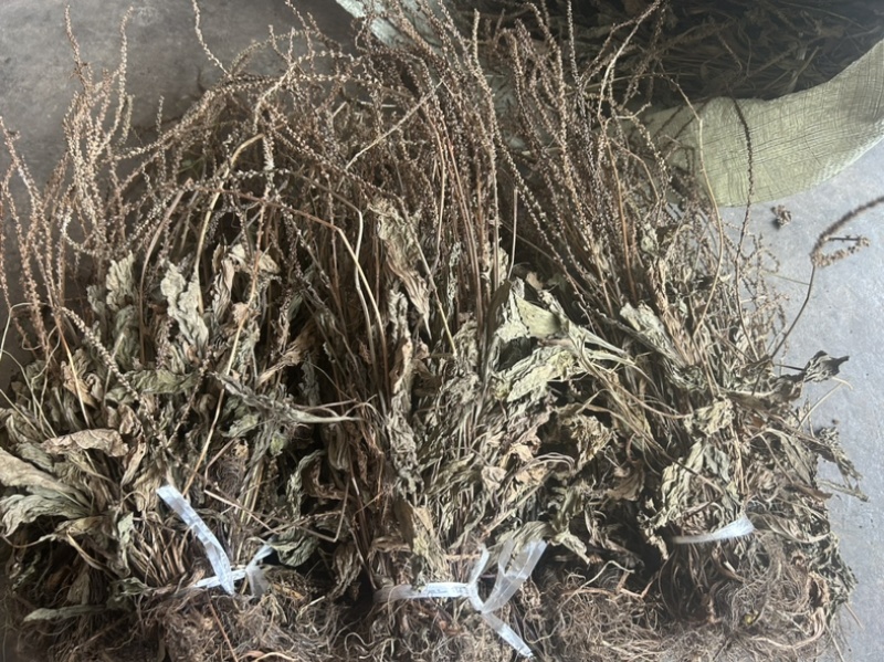 车前草野生车前草整棵无杂质一手货源批发鲜货干货