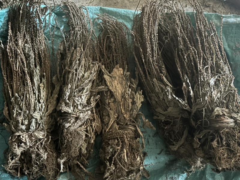 车前草野生车前草整棵无杂质一手货源批发鲜货干货