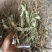 车前草野生车前草整棵无杂质一手货源批发鲜货干货