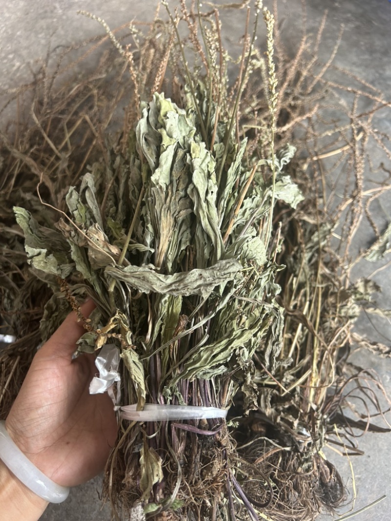 车前草野生车前草整棵无杂质一手货源批发鲜货干货