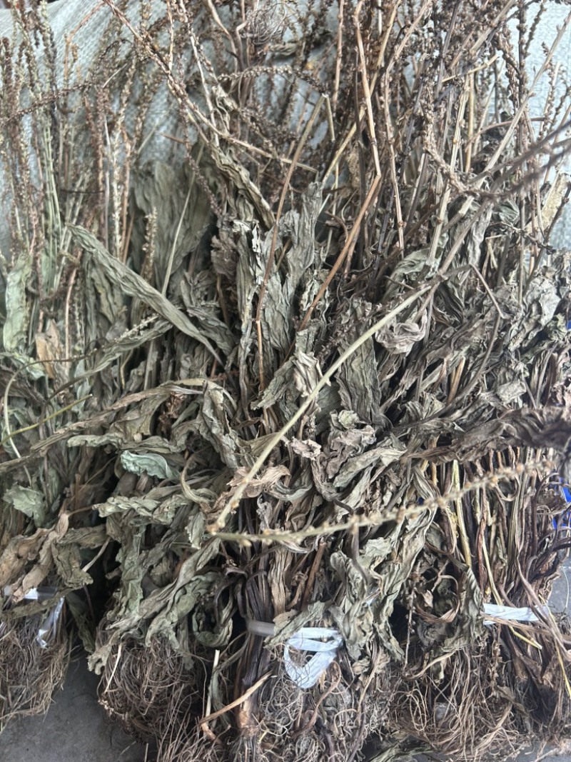 车前草野生车前草整棵无杂质一手货源批发鲜货干货