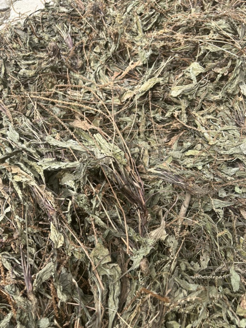 车前草野生车前草整棵无杂质一手货源批发鲜货干货
