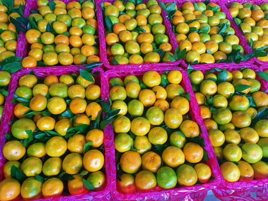 夏橙与橘子对比图