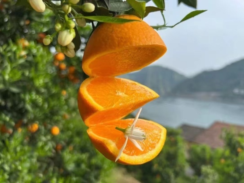 【热卖脐橙】湖北秭归橙子伦晚脐橙品质好货源足产地直发量大