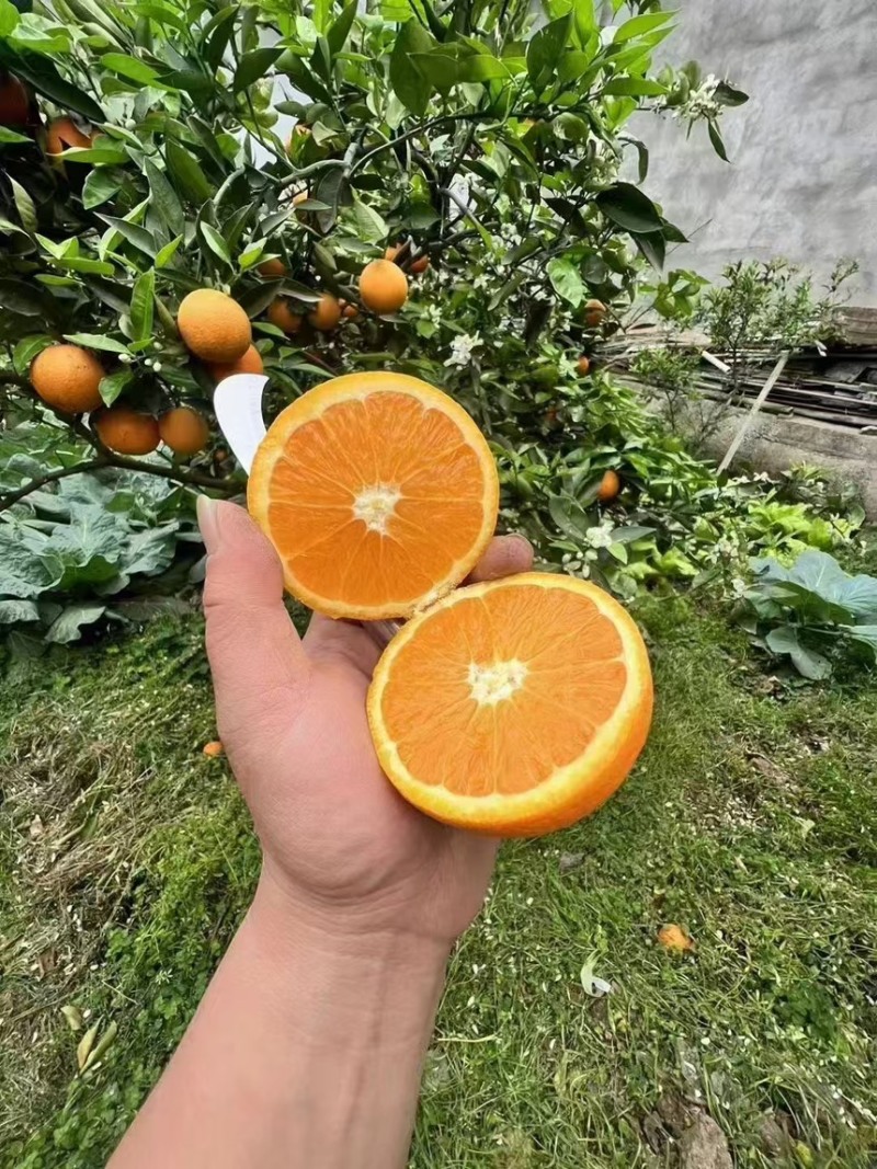 【热卖脐橙】湖北秭归橙子伦晚脐橙品质好货源足产地直发量大