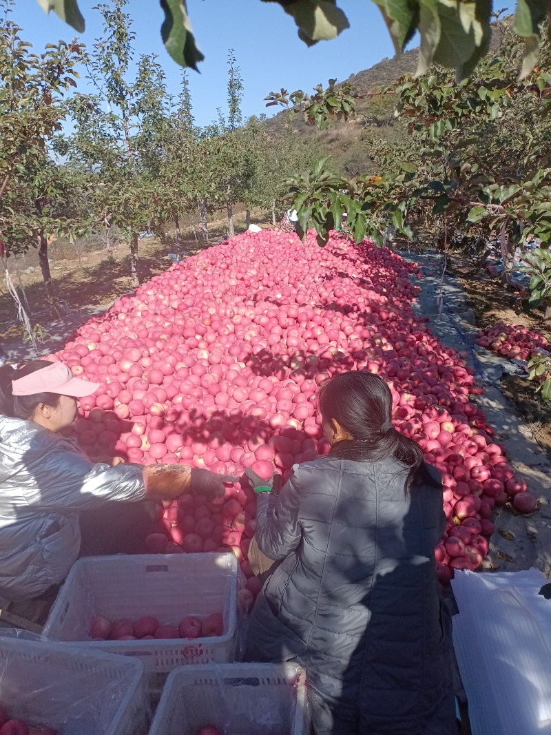 延安志丹苹果