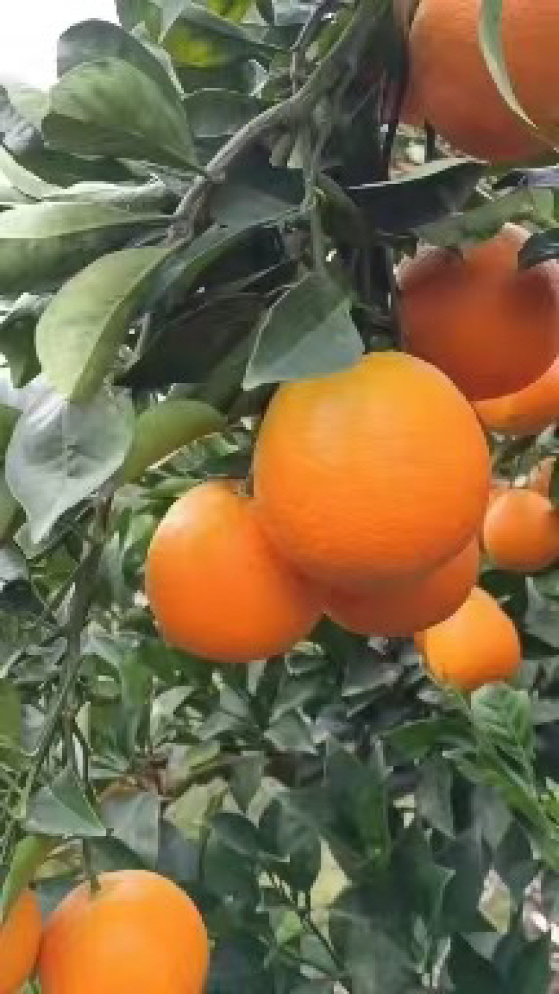 【纽荷尔脐橙】湖北宜昌橙子纽荷尔大量供货口感好品种多