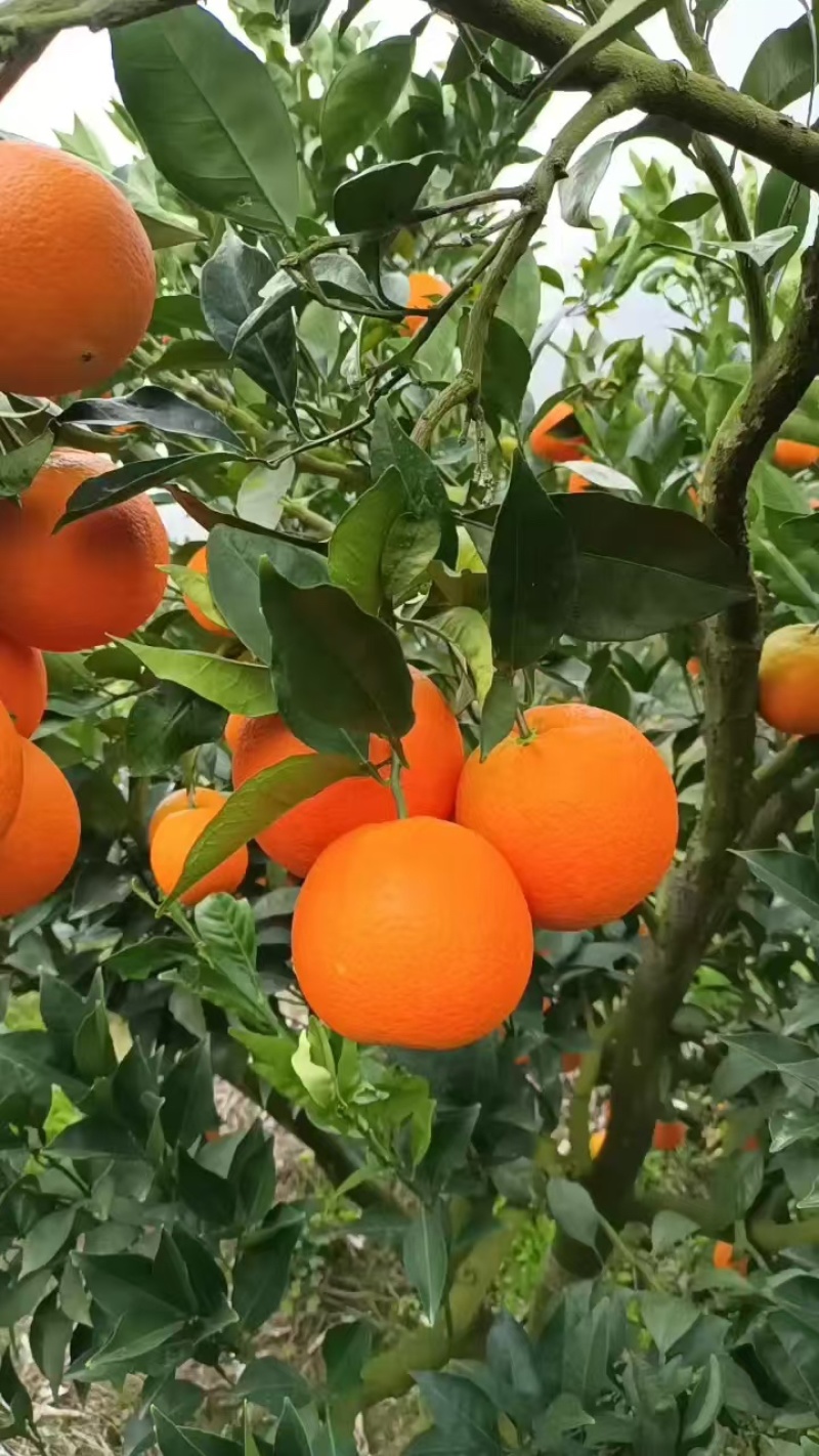 【纽荷尔脐橙】湖北宜昌橙子纽荷尔大量供货口感好品种多