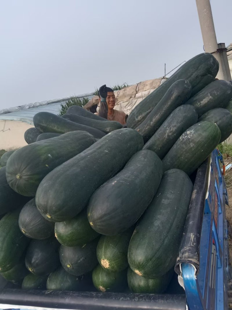 精品吊冬瓜基地供应大吨位接单，18斤起步要好货的来