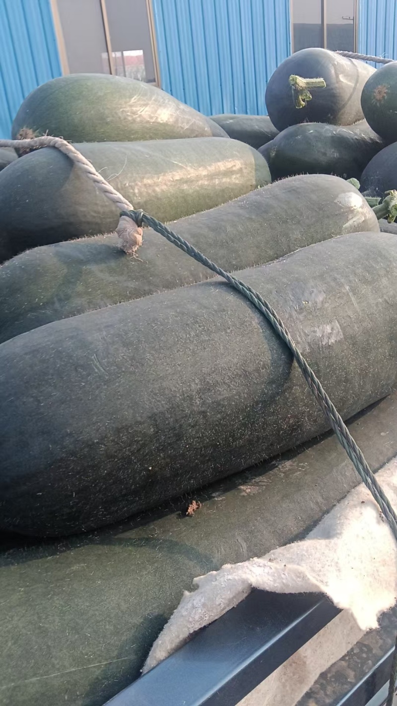 精品吊冬瓜基地供应大吨位接单，18斤起步要好货的来