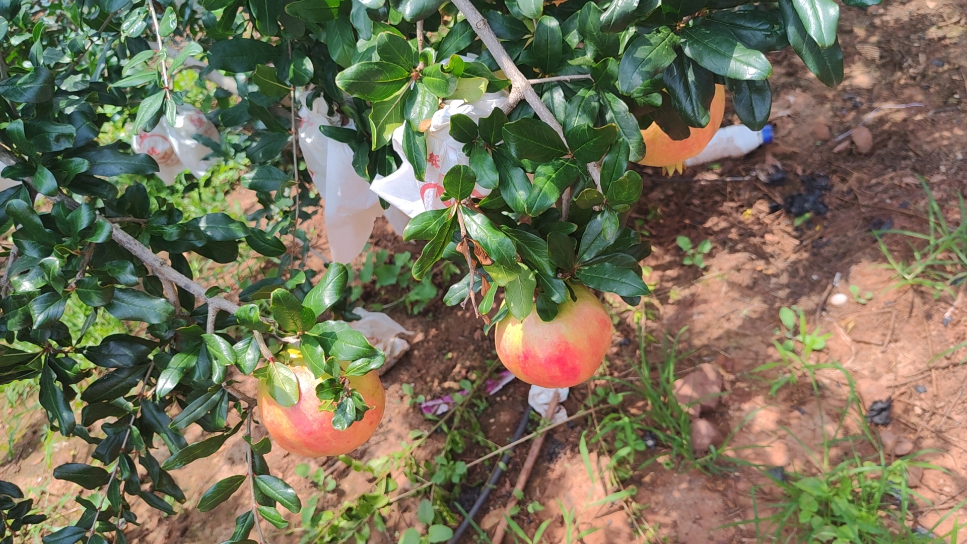 湖南麻阳兰村乡爱媛28号核心基地秋收实景:清晨6:00开始人工采摘,严格遵循‘露水干后、阴凉处预冷、2小时内进入0.5℃冷库’三级鲜度管控标准,确保果实硬度维持在6.8–7.2kgf/cm² 湖南麻阳锦江河畔爱媛橙采摘场景:苗族妇女佩戴蓝印花布围裙,手持专用弧形剪刀采收,果梗留长3mm以利保鲜,背景可见沅水支流锦江与喀斯特地貌山体