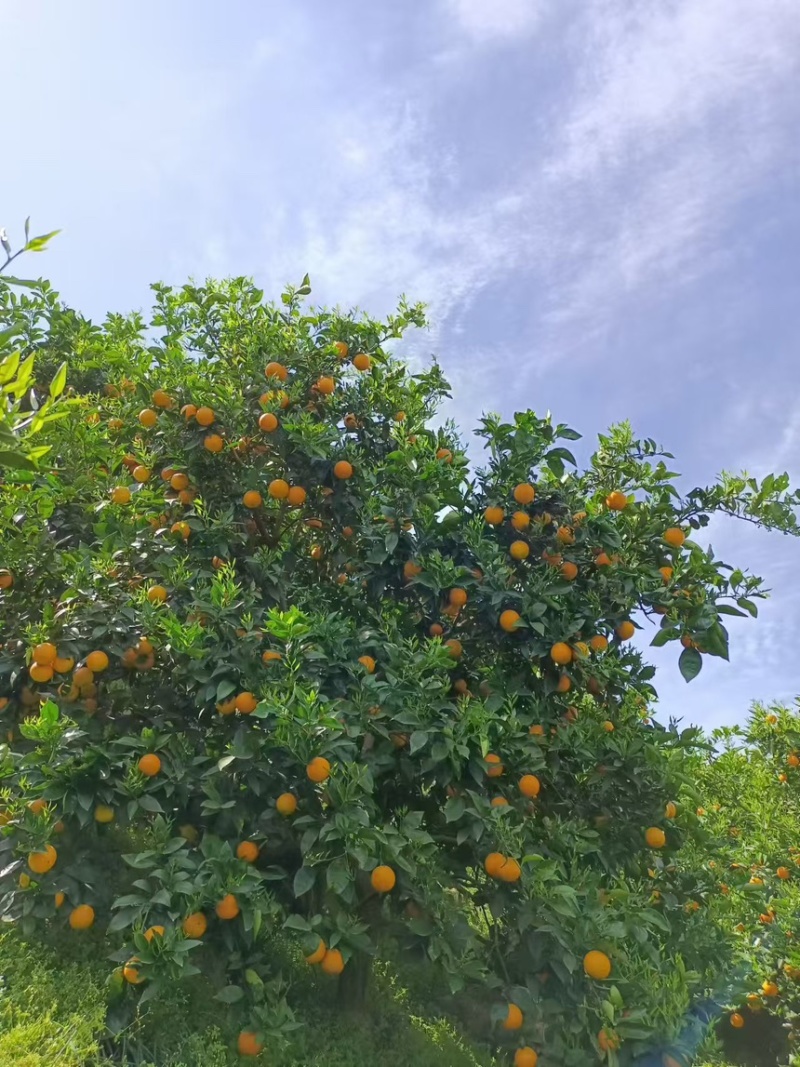 湖北宜昌橙子夏橙秭归夏橙产地批发对接全国市场档口电商