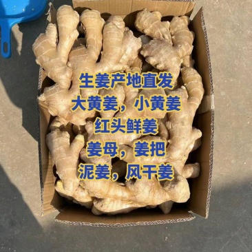 生姜产地批发【鲜姜老姜水洗姜风干姜】一手货源价格便宜