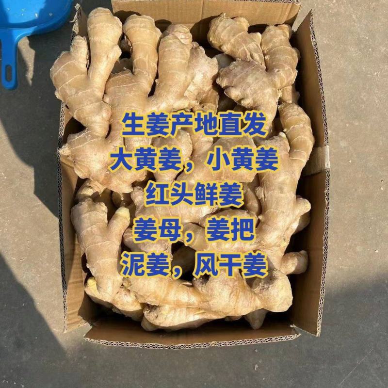 生姜产地批发【鲜姜老姜水洗姜风干姜】一手货源价格便宜
