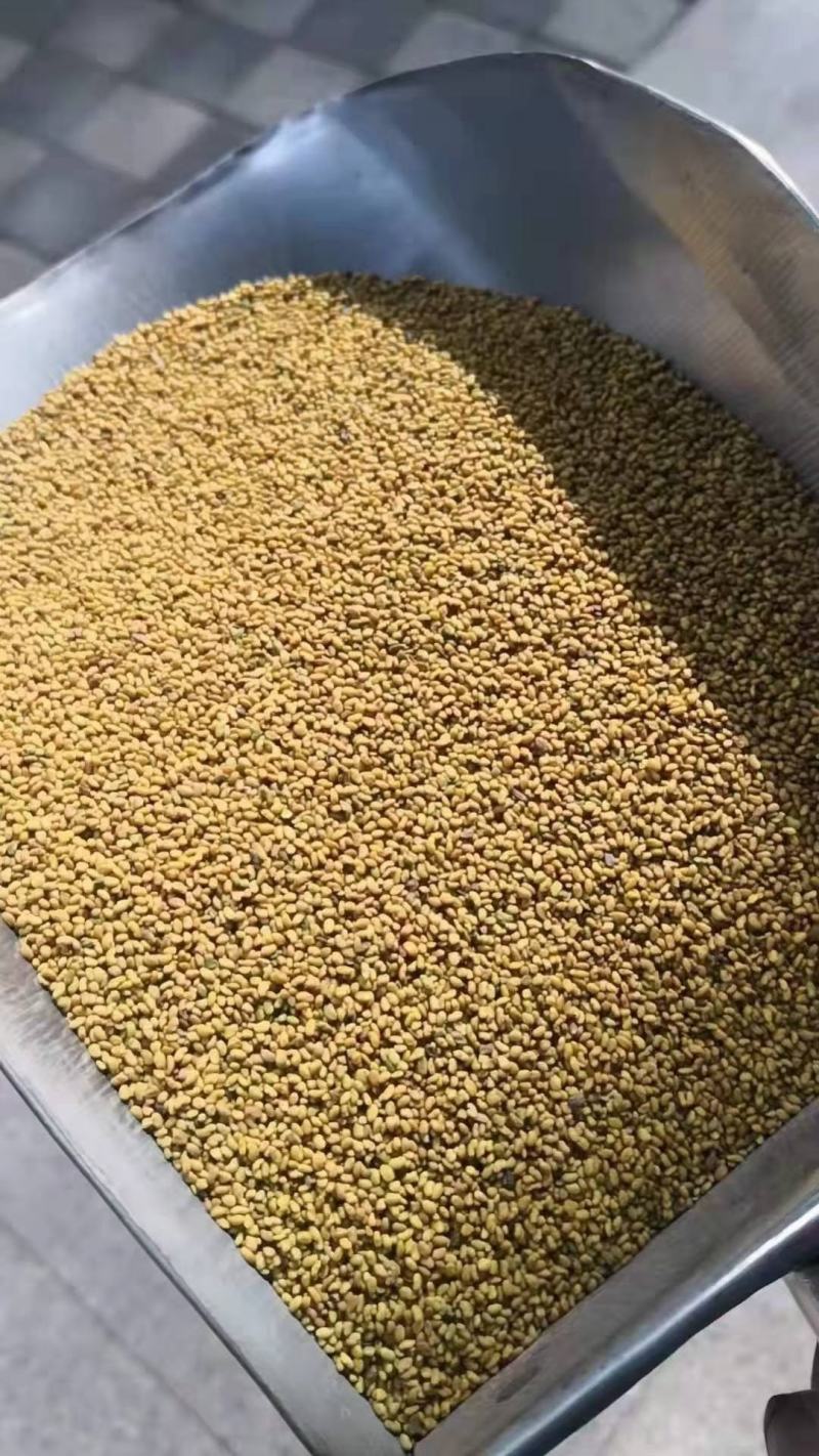苜蓿草草种子进口大叶片苜蓿草种子耐寒耐旱耐抗水抗倒伏