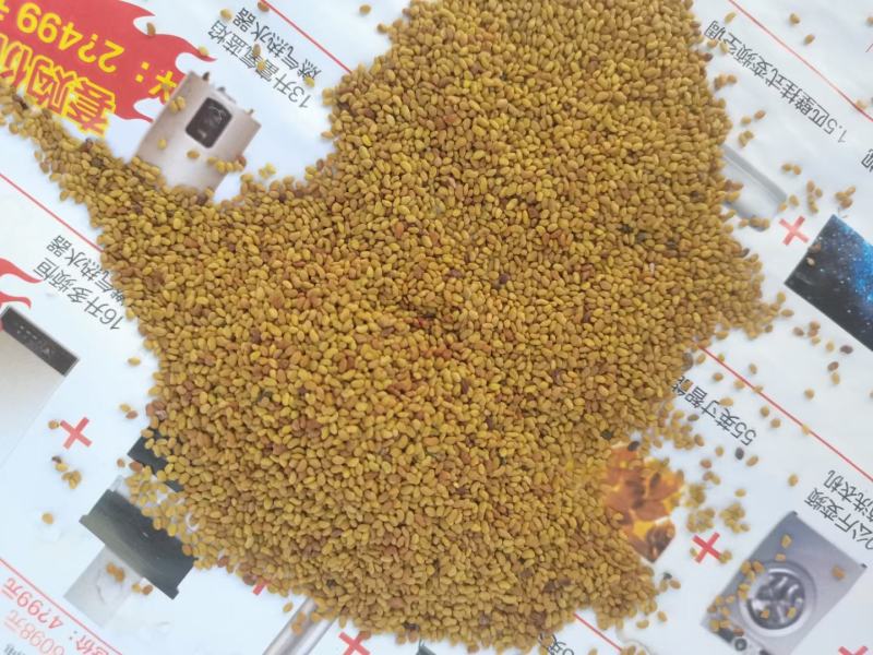 苜蓿草草种子进口大叶片苜蓿草种子耐寒耐旱耐抗水抗倒伏