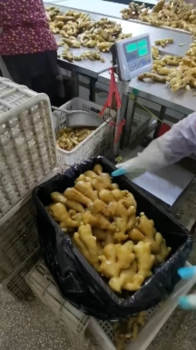 生姜产地常年出售各种大姜，小姜，老姜，鲜姜，风干姜等
