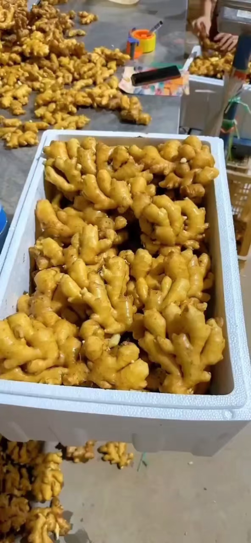 生姜产地常年出售各种大姜，小姜，老姜，鲜姜，风干姜等