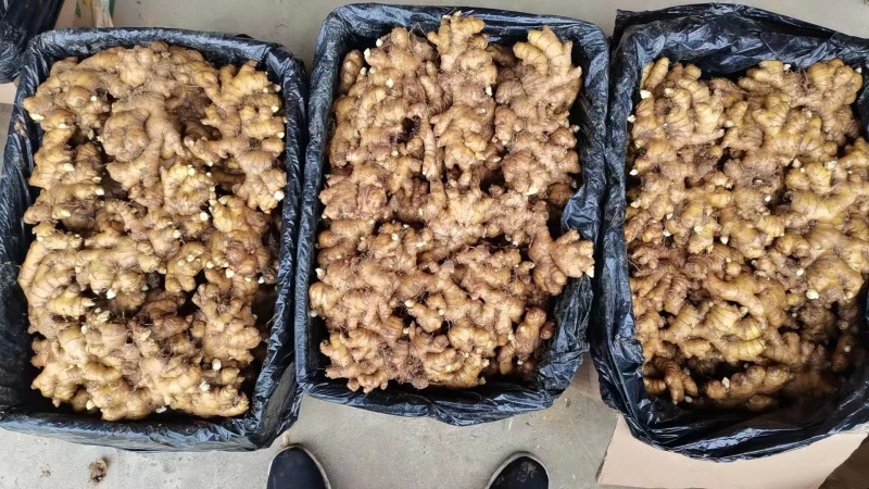 生姜产地常年出售各种大姜，小姜，老姜，鲜姜，风干姜等