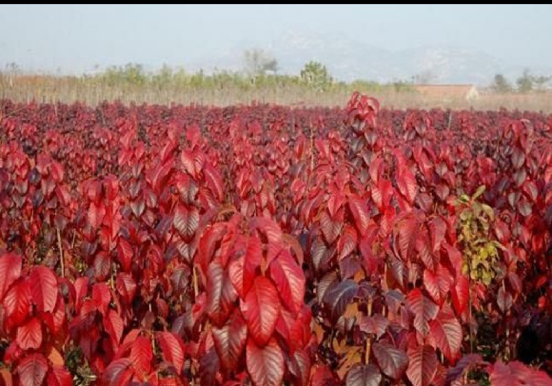 樱花树红叶绿叶樱花各种规格樱花树苗直径1-20厘米