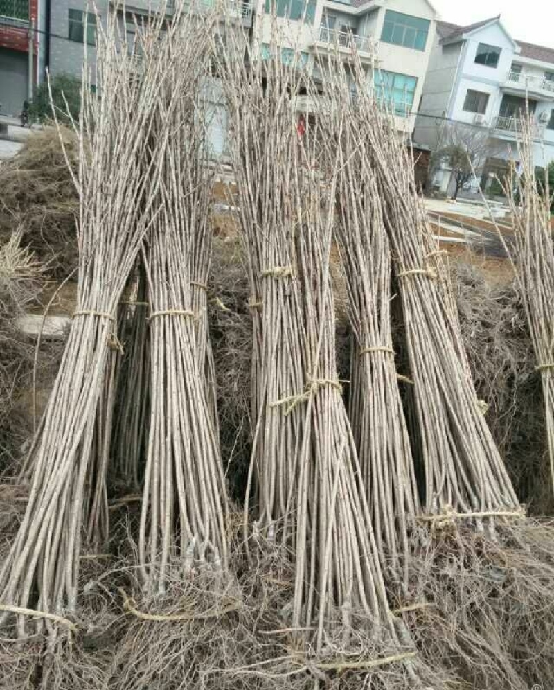 樱花树红叶绿叶樱花各种规格樱花树苗直径1-20厘米