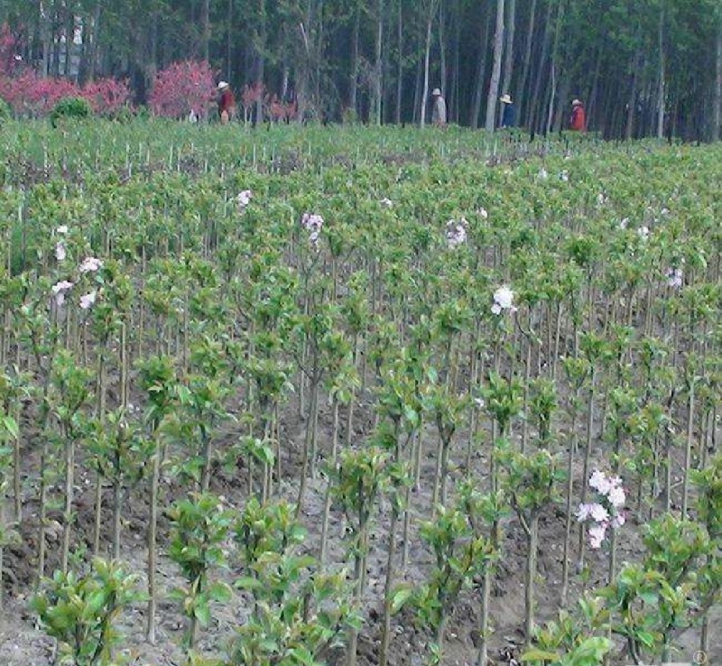 樱花树红叶绿叶樱花各种规格樱花树苗直径1-20厘米