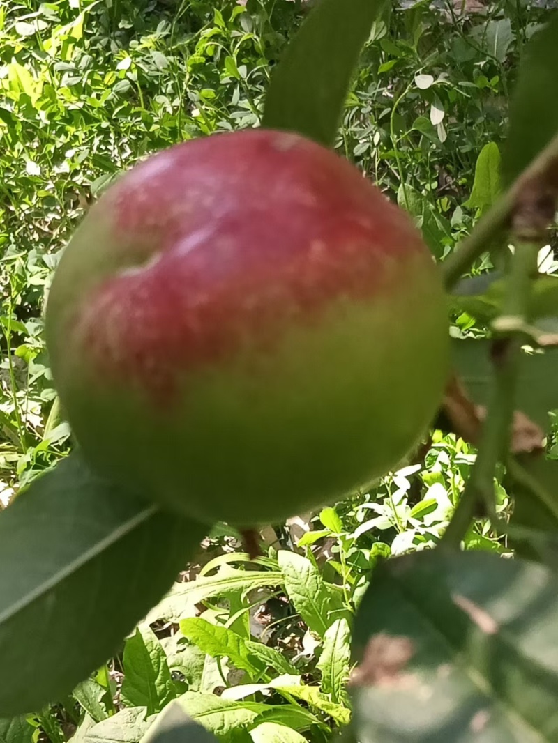 甘肃敦煌新品种玻璃脆桃子产地直发大量供应保质保量