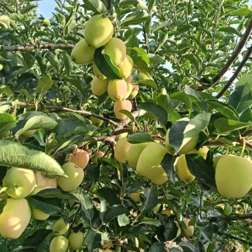 鸡心果