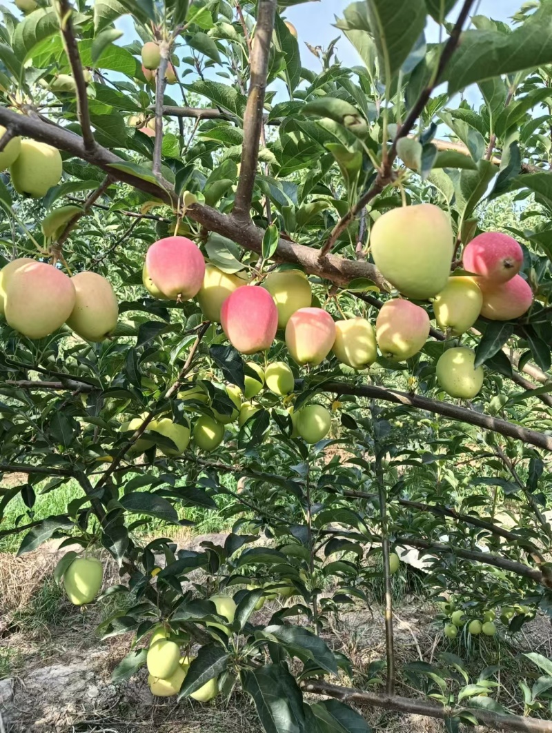 鸡心果