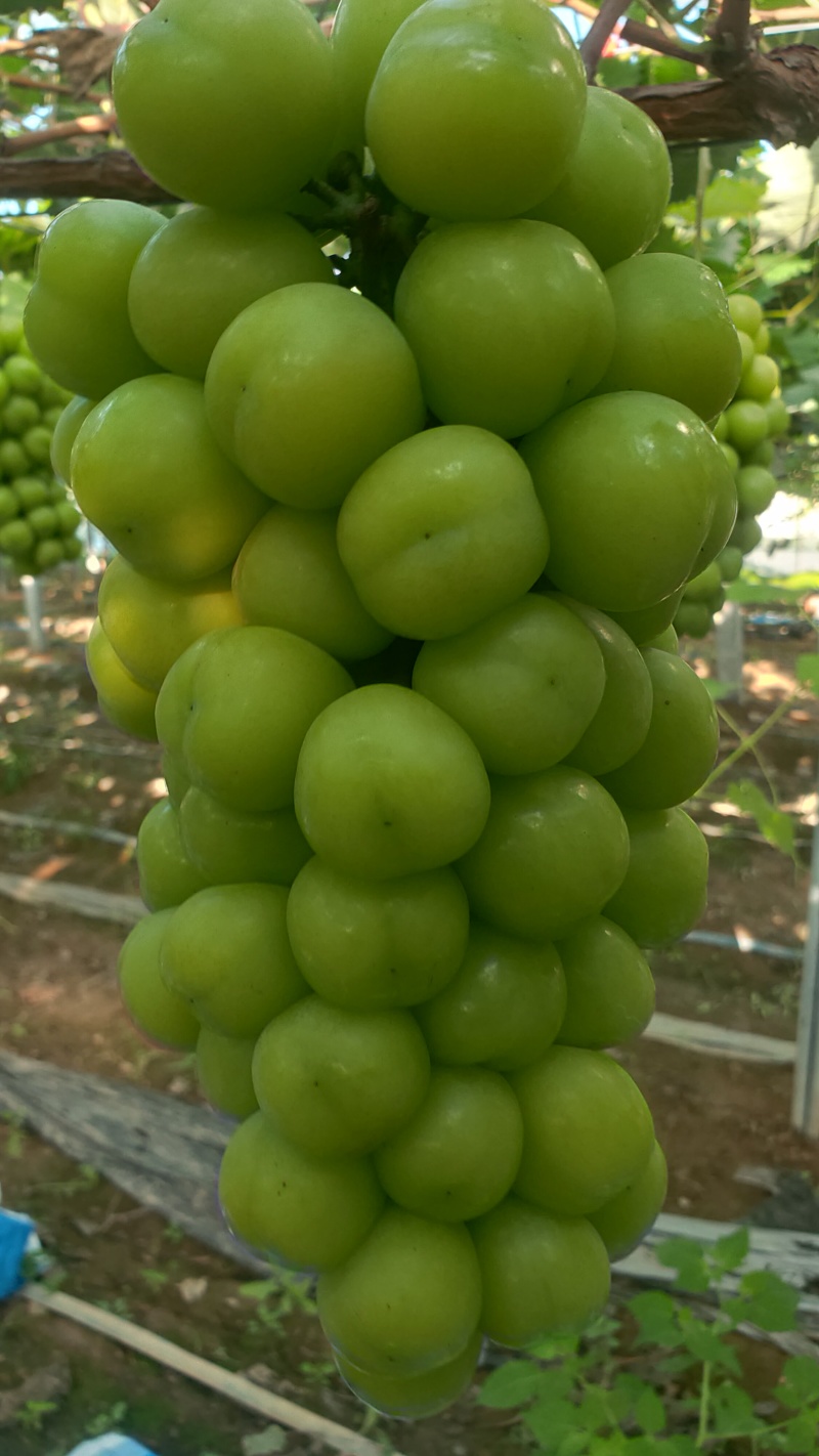 夏邑县万亩阳光玫瑰葡萄大量上市质量优品颗粒均匀香甜可口欢