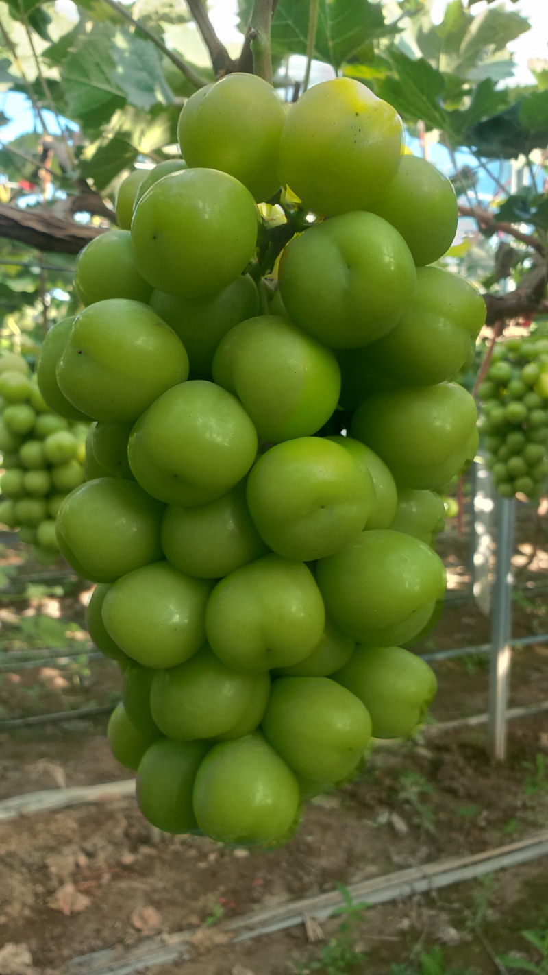 夏邑县万亩阳光玫瑰葡萄大量上市质量优品颗粒均匀香甜可口欢