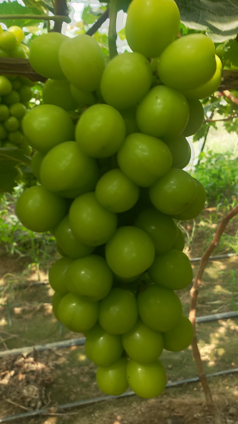 夏邑县万亩阳光玫瑰葡萄大量上市质量优品颗粒均匀香甜可口欢