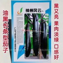 神州风云油黑长条型茄子种子黑又亮长茄种子果肉淡绿长棒形茄