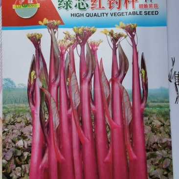 菜苔种子绿心红钓杆早熟绿心苔粗鲜红色脆甜品质好